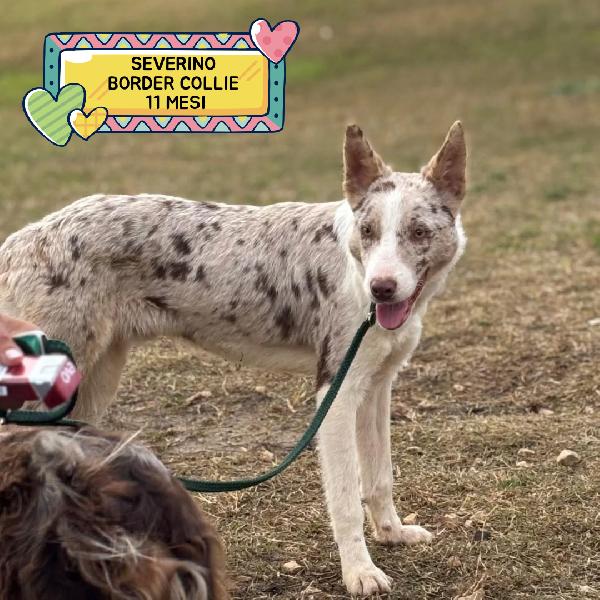 Severino Border Collie Smooth 11 Mesi Cerca Casa - In Adozione 