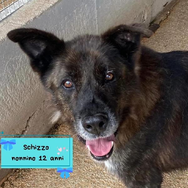 Schizzo Dolce Nonnino 12 Anni Cerca Casa - Adozione Canile Di Latina