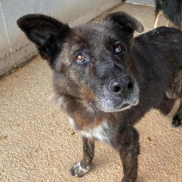 SCHIZZO dolce nonnino 12 anni cerca casa - adozione canile di Latina Foto 2