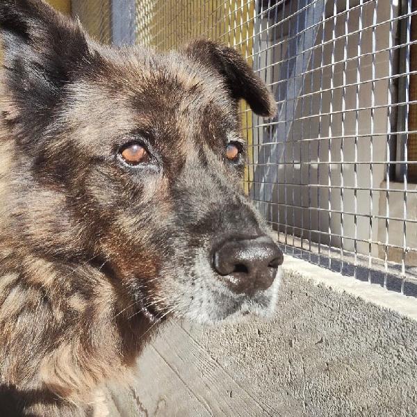 SCHIZZO dolce nonnino 12 anni cerca casa - adozione canile di Latina Foto 3