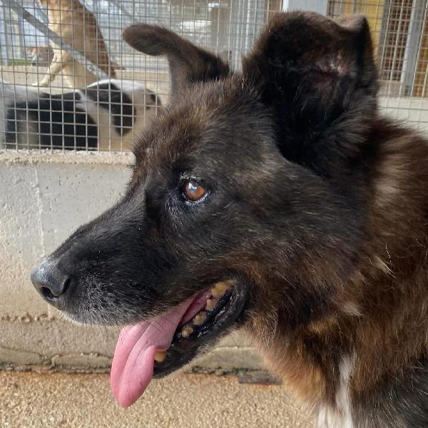 SCHIZZO dolce nonnino 12 anni cerca casa - adozione canile di Latina Foto 5