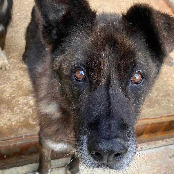 SCHIZZO dolce nonnino 12 anni cerca casa - adozione canile di Latina Foto 7