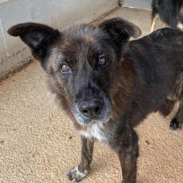 SCHIZZO dolce nonnino 12 anni cerca casa - adozione canile di Latina Foto 8