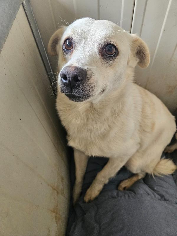 Boris: 1 anno taglia piccola  Foto 2