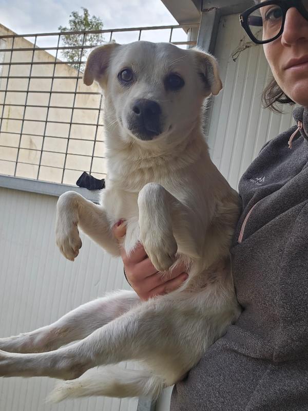 Boris: 1 anno taglia piccola  Foto 3