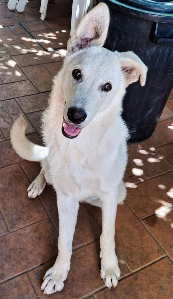 Sid... 10 mesi  Foto 2