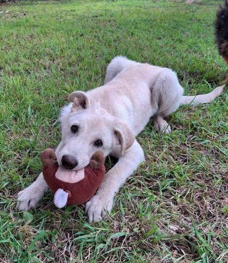 Sid... 10 mesi  Foto 5