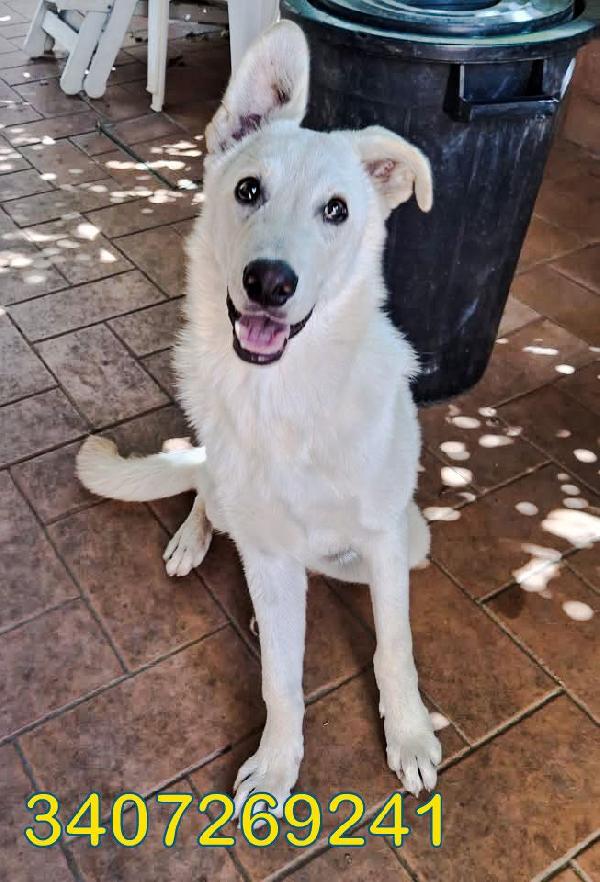 Sid... 10 mesi  Foto 6