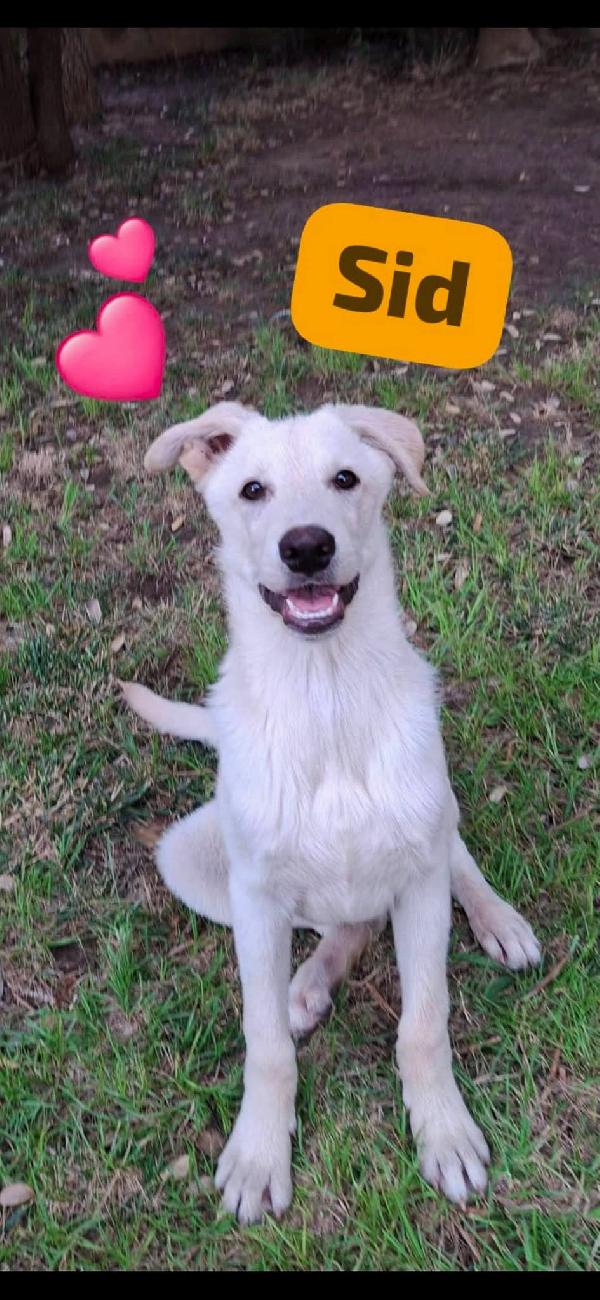 Sid... 10 mesi  Foto 8