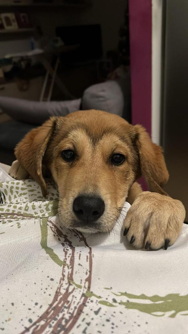 Nala Splendida Cucciolotta Cerca Famiglia 