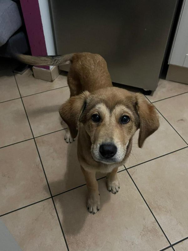 Nala splendida cucciolotta cerca famiglia  Foto 2