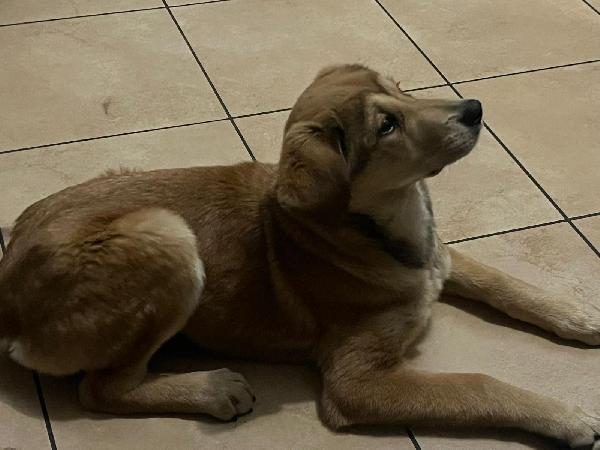 Nala splendida cucciolotta cerca famiglia  Foto 4