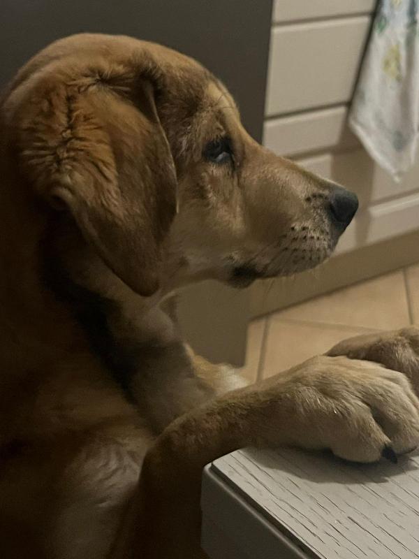 Nala splendida cucciolotta cerca famiglia  Foto 5