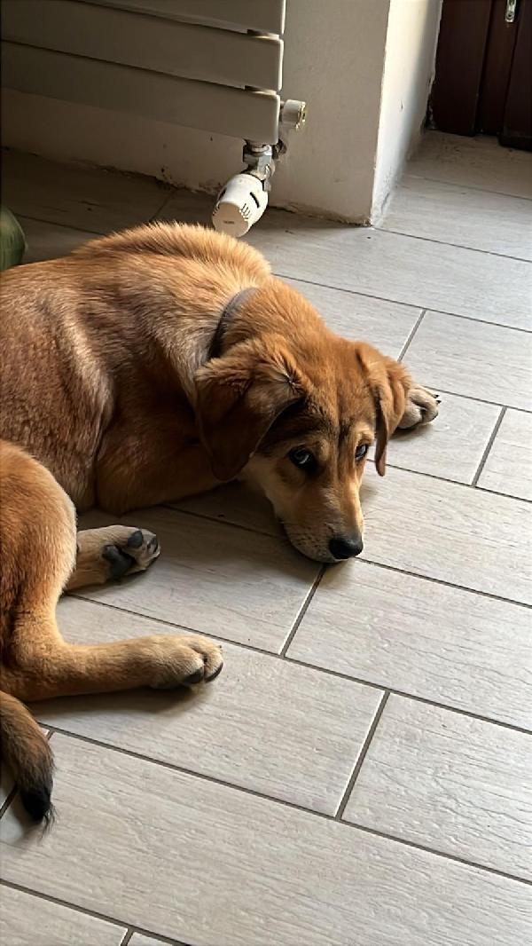 Nala splendida cucciolotta cerca famiglia  Foto 6