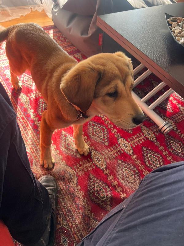 Nala splendida cucciolotta cerca famiglia  Foto 8