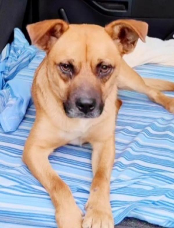 Tonino 15/18Mesi Salito Al Nord E Tornato Al Sud In Canile