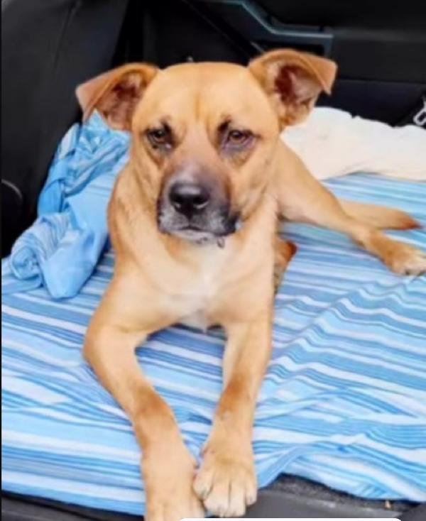 Tonino 15/18mesi salito al nord e tornato al sud in canile Foto 2