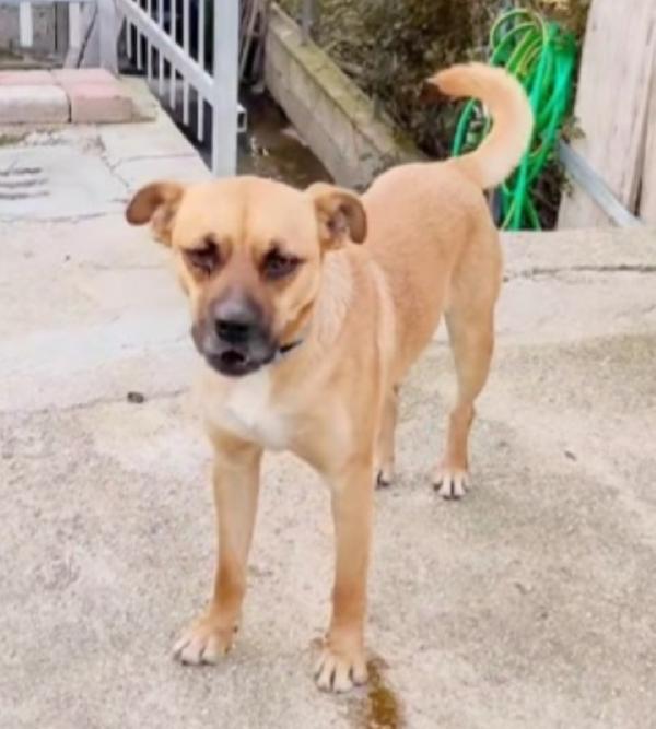 Tonino 15/18mesi salito al nord e tornato al sud in canile Foto 4