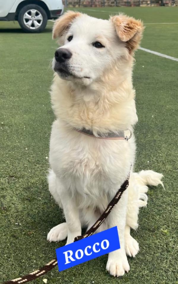 Rocco 15mesi meraviglioso URGE ALTRA SISTEMAZIONE. SICILIA Foto 2