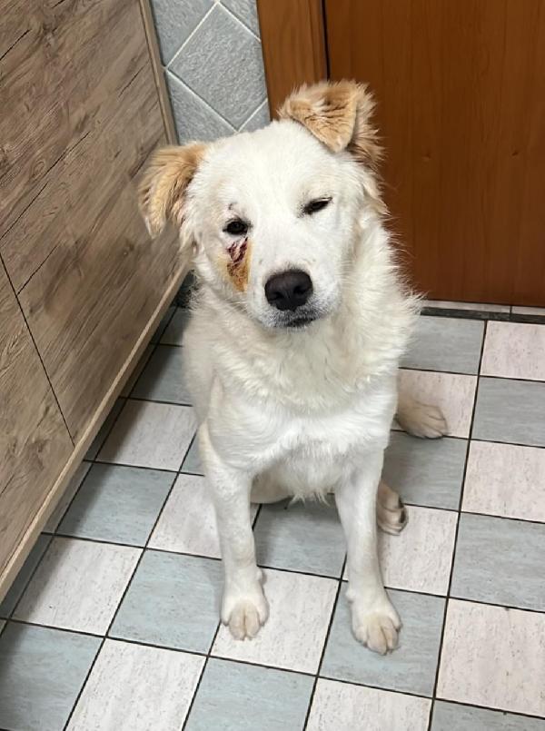 Rocco 15mesi meraviglioso URGE ALTRA SISTEMAZIONE. SICILIA Foto 5