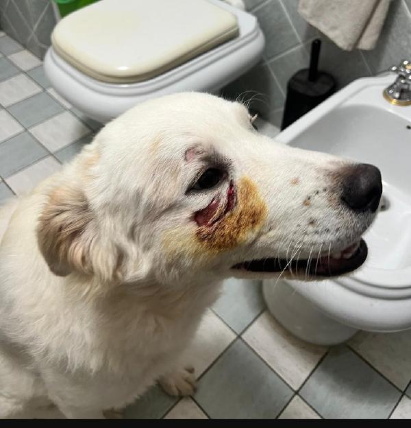 Rocco 15mesi meraviglioso URGE ALTRA SISTEMAZIONE. SICILIA Foto 6