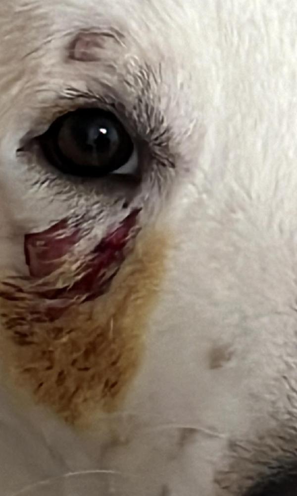 Rocco 15mesi meraviglioso URGE ALTRA SISTEMAZIONE. SICILIA Foto 7