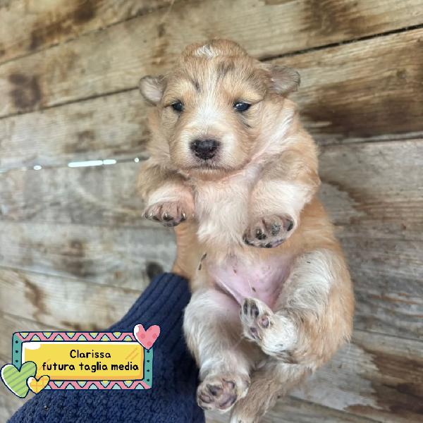 Clarissa Cucciola Futura Taglia Media Cerca Casa - In Adozione 