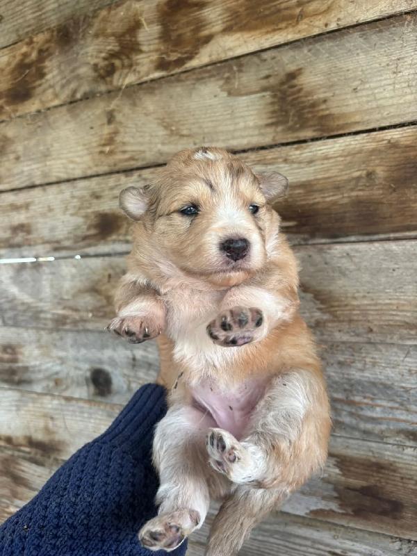 CLARISSA cucciola futura taglia media cerca casa - in adozione  Foto 2