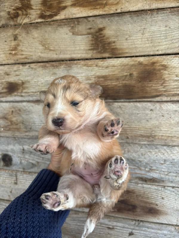 CLARISSA cucciola futura taglia media cerca casa - in adozione  Foto 3