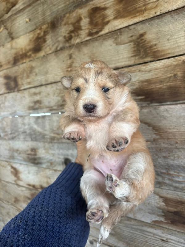 CLARISSA cucciola futura taglia media cerca casa - in adozione  Foto 4