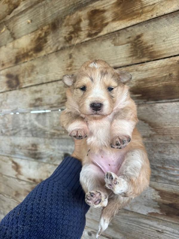 CLARISSA cucciola futura taglia media cerca casa - in adozione  Foto 5