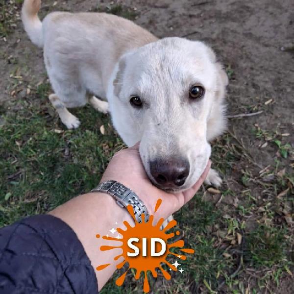 Sid..10 Mesi Pastore Svizzero 