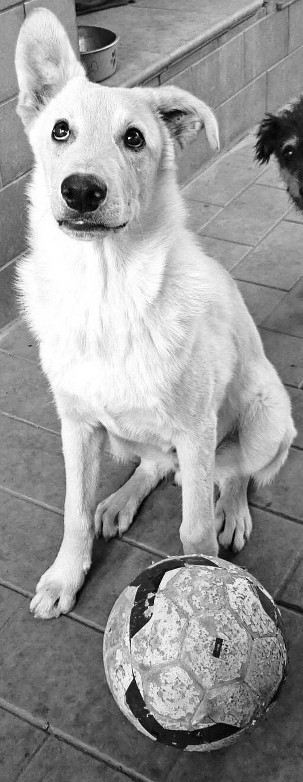 Sid..10 mesi pastore svizzero  Foto 2