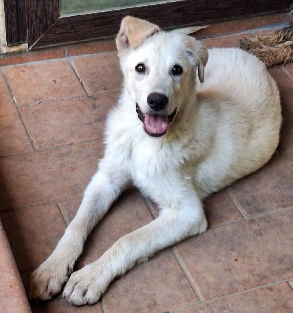 Sid..10 mesi pastore svizzero  Foto 5