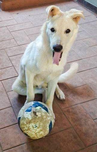 Sid..10 mesi pastore svizzero  Foto 6