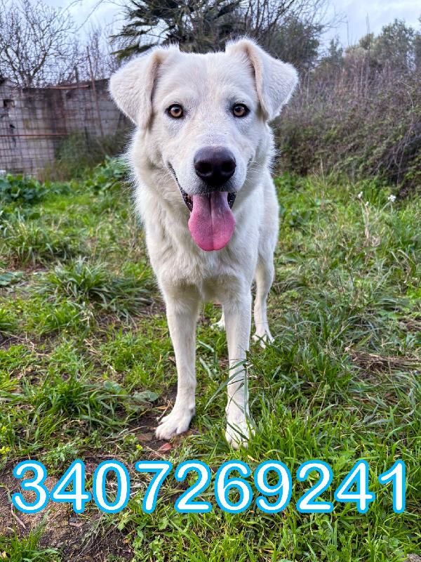 Guè... Dolce come pochi Foto 4