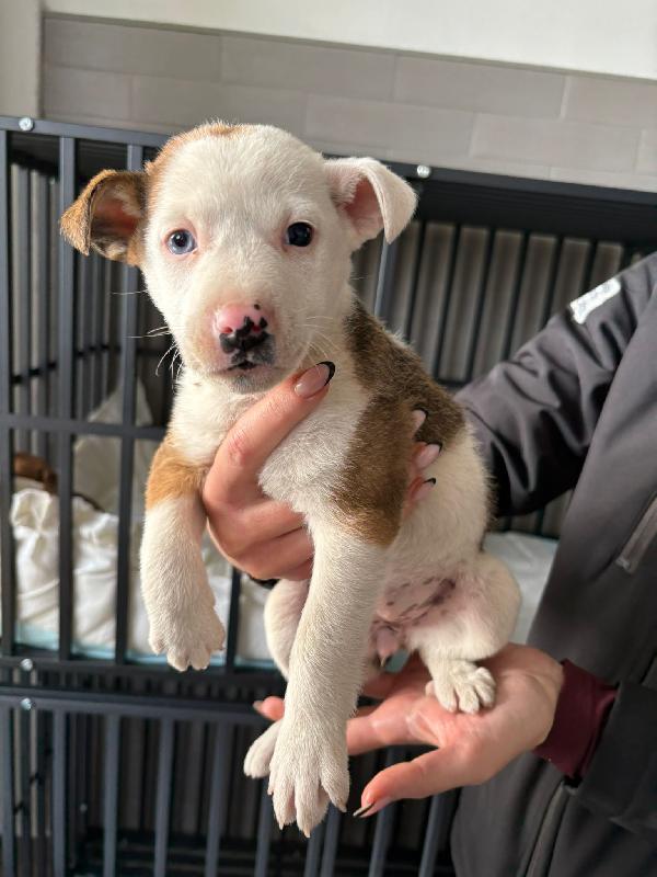 Cometa☄️ 45 GG ☄️ Foto 2