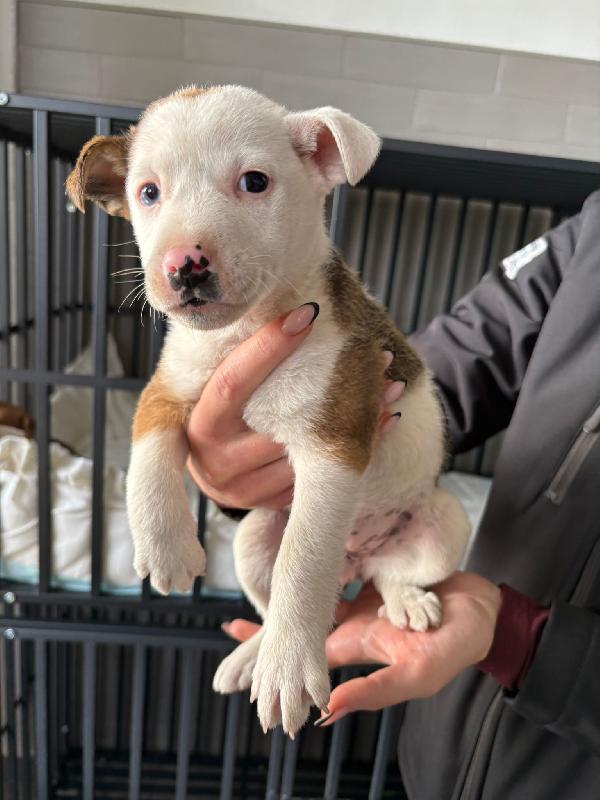 Cometa☄️ 45 GG ☄️ Foto 3