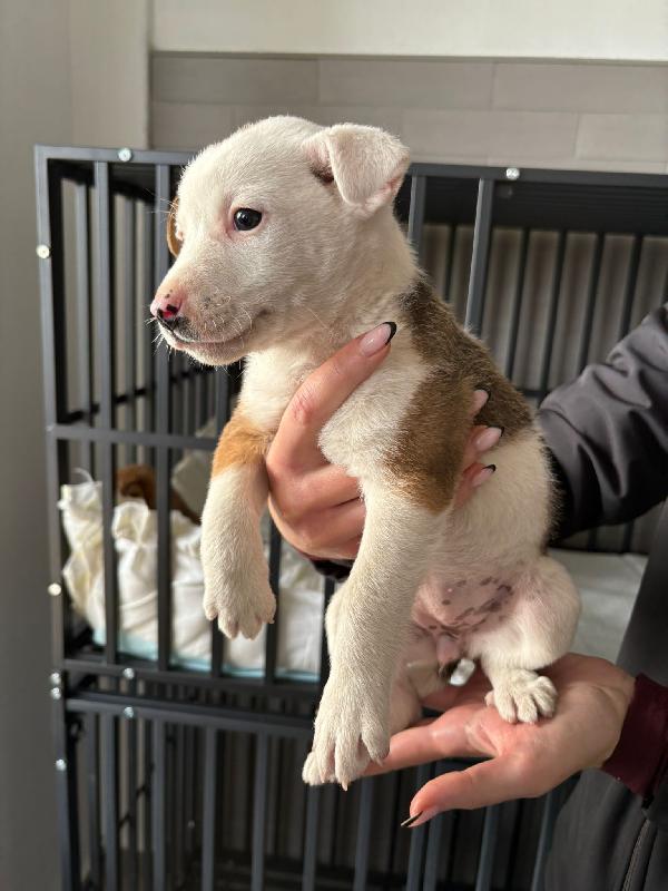 Cometa☄️ 45 GG ☄️ Foto 4