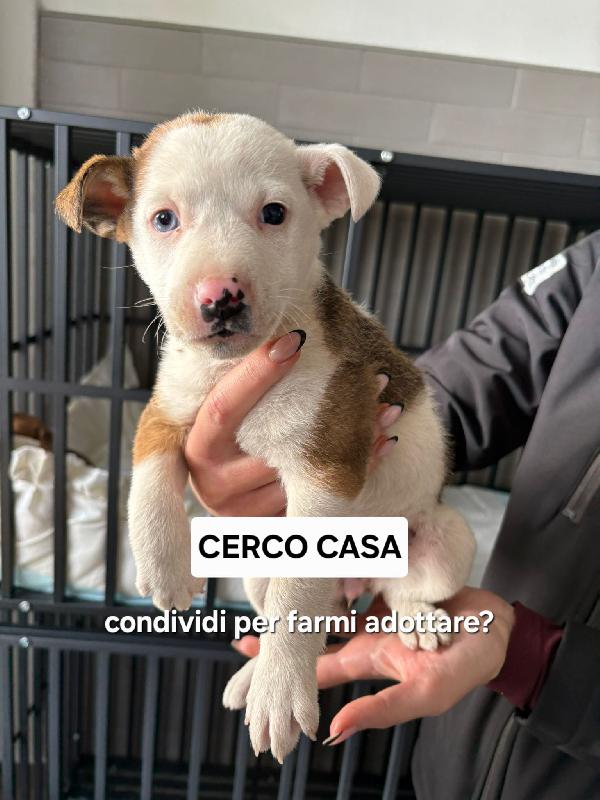 Cometa, 45 Giorni, Un Cuoricino