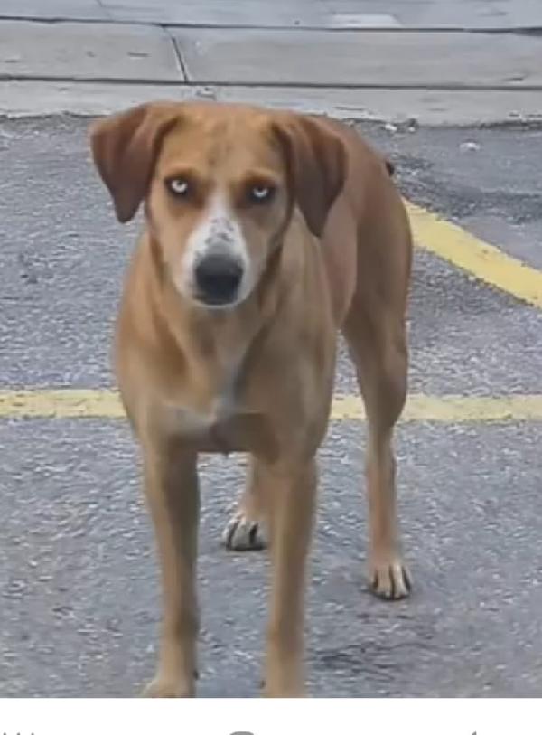 Livia 2Anni Tg Media Occhi Azzurri Ok Gatti Urgente 