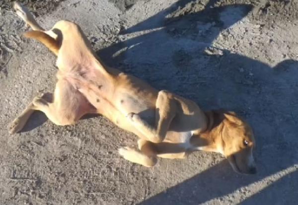 Livia 2anni tg media occhi azzurri ok gatti URGENTE  Foto 2