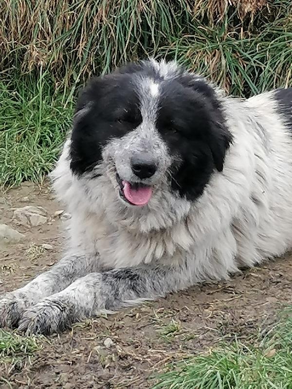 MAMY dolcissima taglia media grande  Foto 2