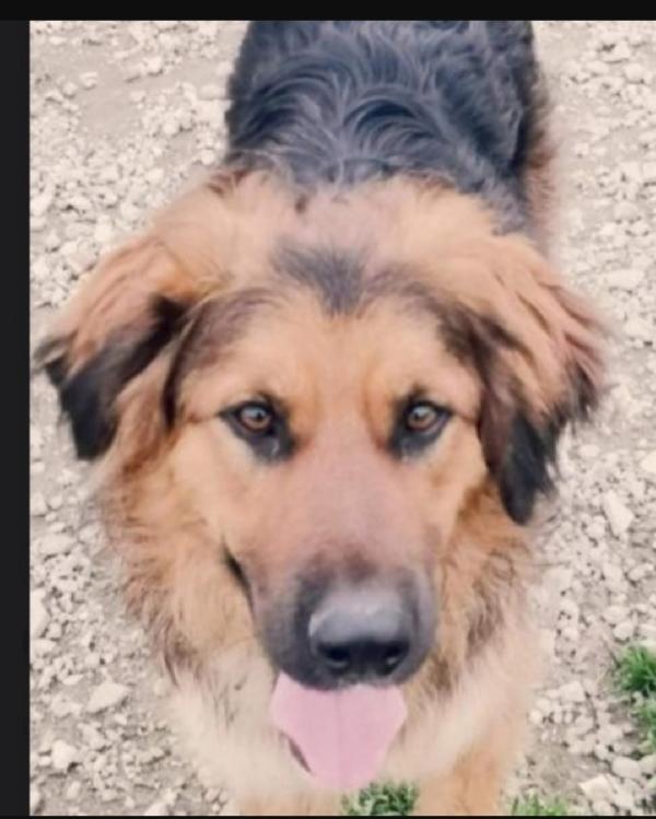 Charlie 5Anni Da 4Anni In Canile!! Caserta Sos Casa 