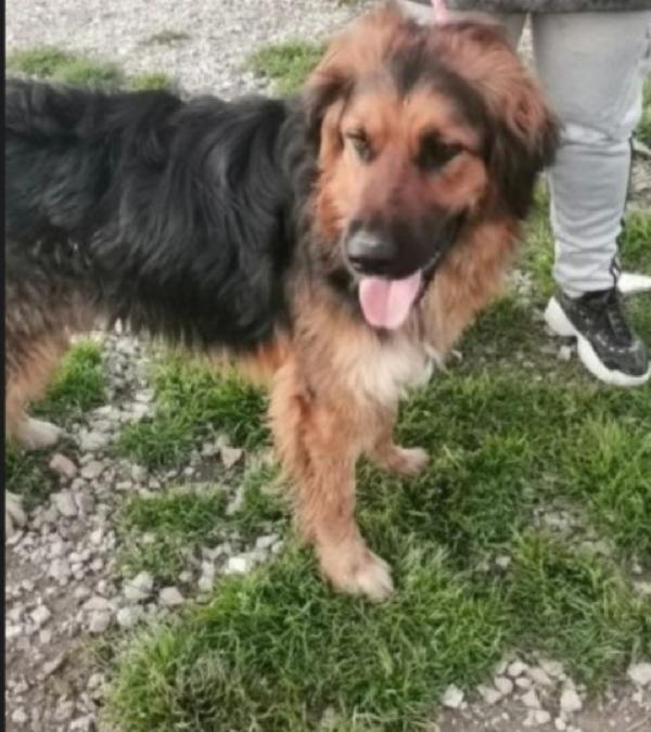 Charlie 5anni da 4anni in canile!! CASERTA SOS CASA  Foto 2