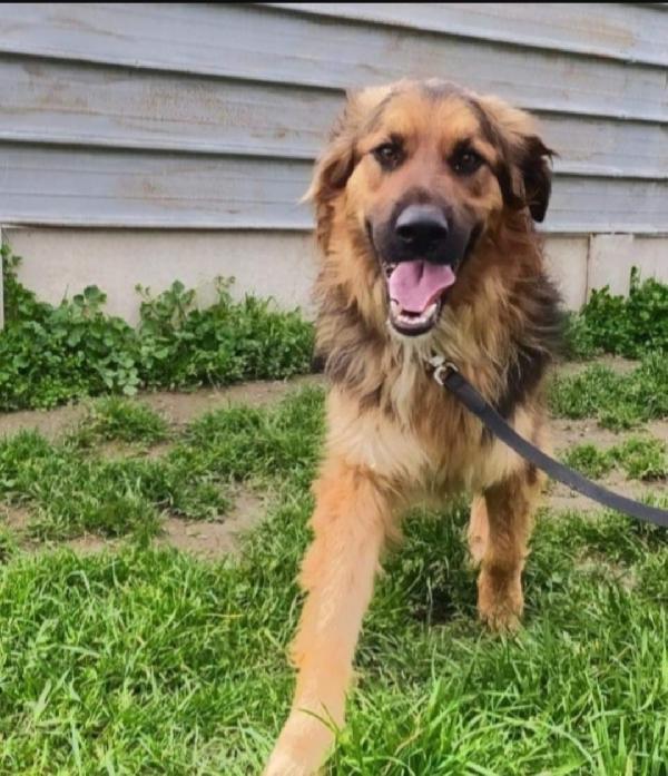 Charlie 5anni da 4anni in canile!! CASERTA SOS CASA  Foto 3