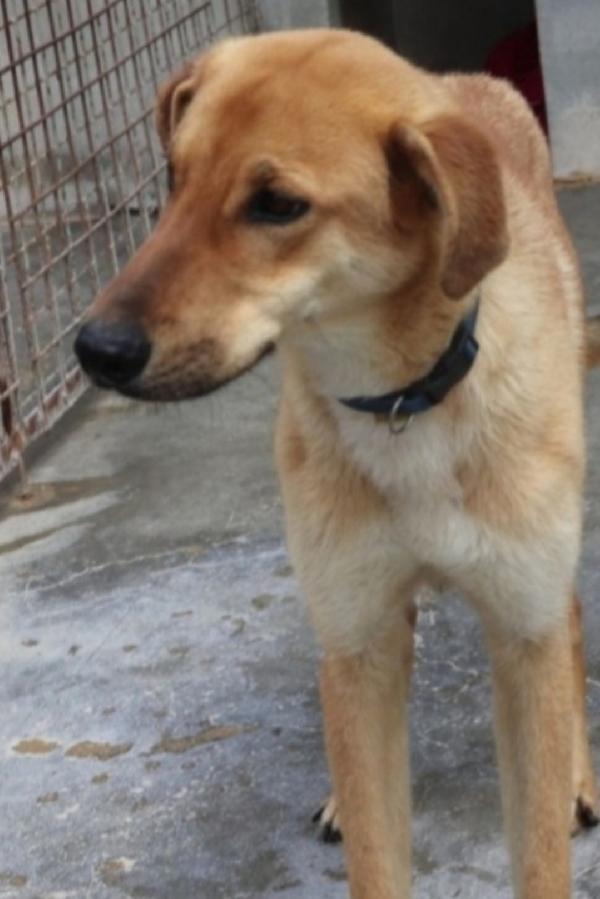 Brian 3/4Anni Portato In Canile 2Anni Fa.puglia