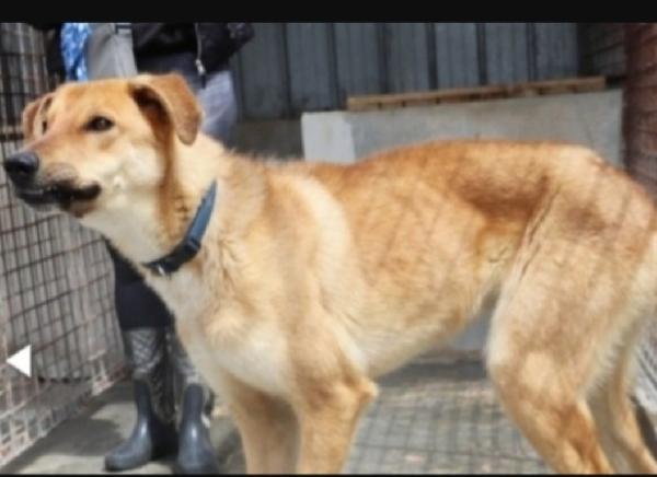 Brian 3/4anni portato in canile 2anni fa.PUGLIA Foto 3