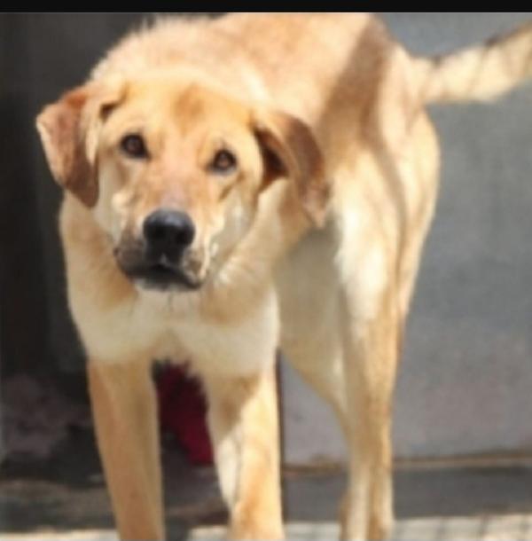 Brian 3/4anni portato in canile 2anni fa.PUGLIA Foto 4