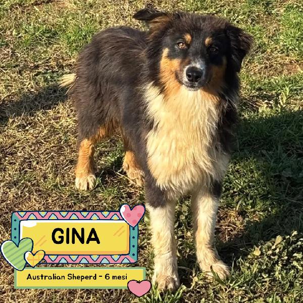 Gina Australian Sheperd Cerca Casa - Dolce Cucciola 6 Mesi 